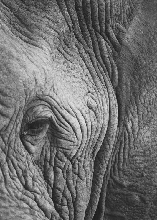 Wisdom&#039;s Wrinkles | Poster