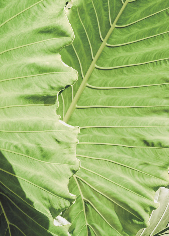 Verdant Waves | Poster