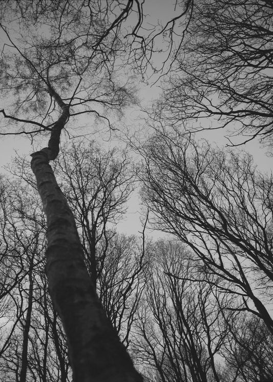 Winter&#039;s Reach | Canvas