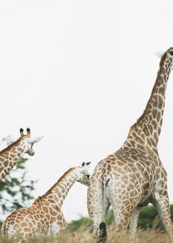 Giraffe Stroll | Canvas