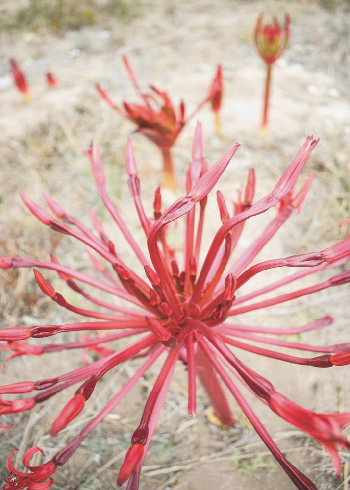 Crimson Spirals | Canvas
