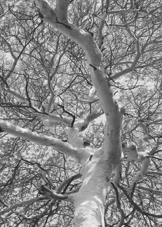 Silhouette Canopy | Canvas