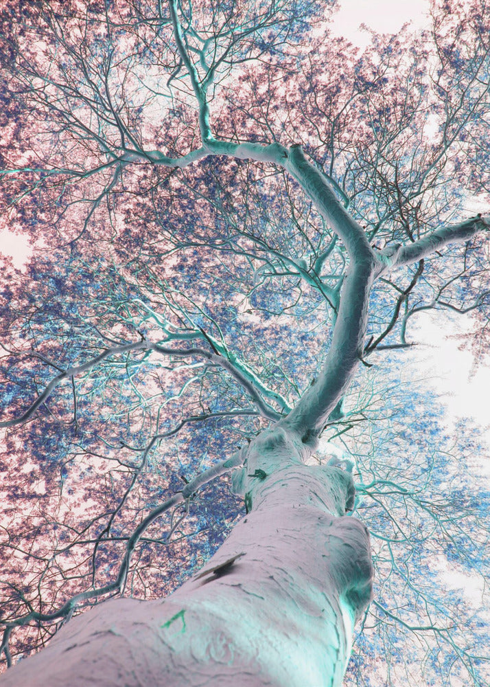 Dreamscape Canopy | Canvas