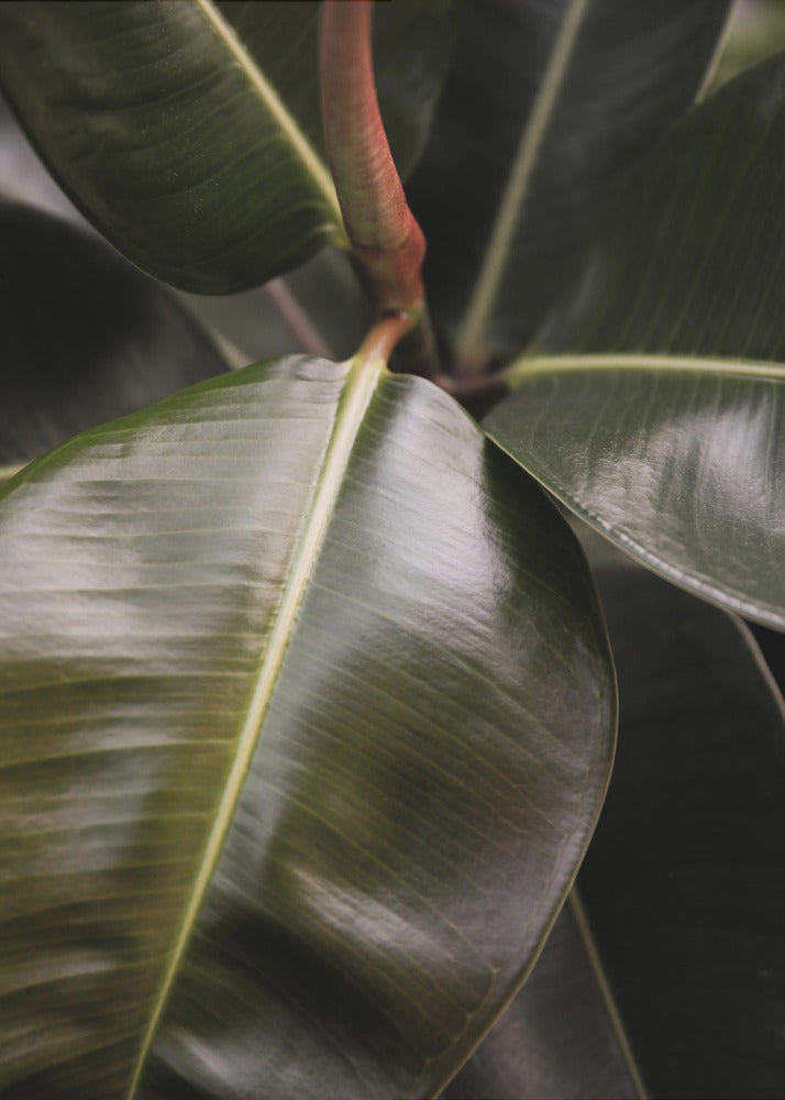 Glossy Leaf Elegance | Poster