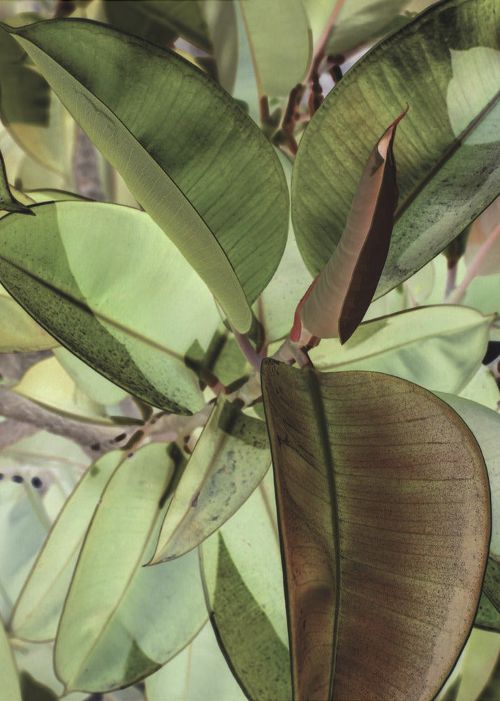 Leafy Dreamscape | Canvas