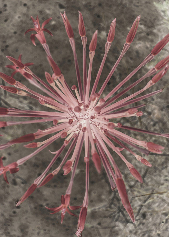 Radiant Blooms | Poster