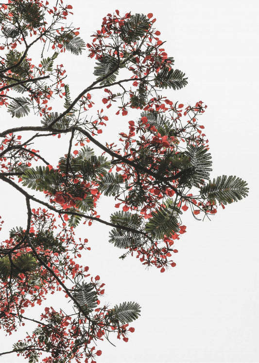 Blossom Canopy | Poster