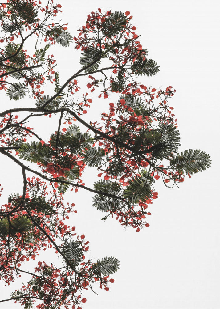 Blossom Canopy | Canvas