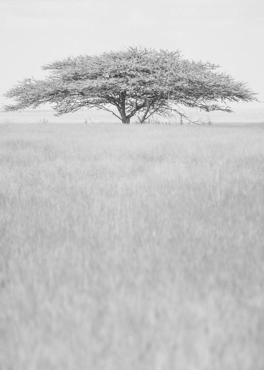 Lone Acacia Dream | Poster