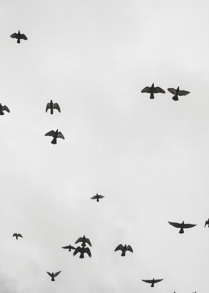 Soaring Shadows | Canvas