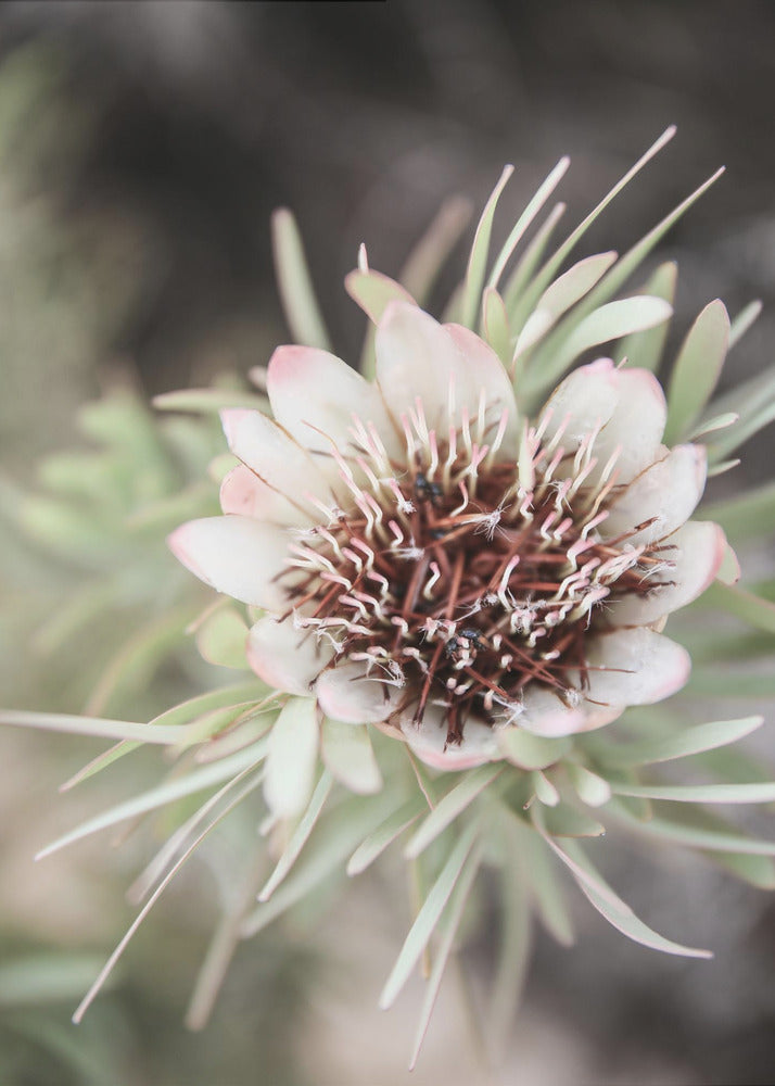 Desert Bloom Halo | Poster