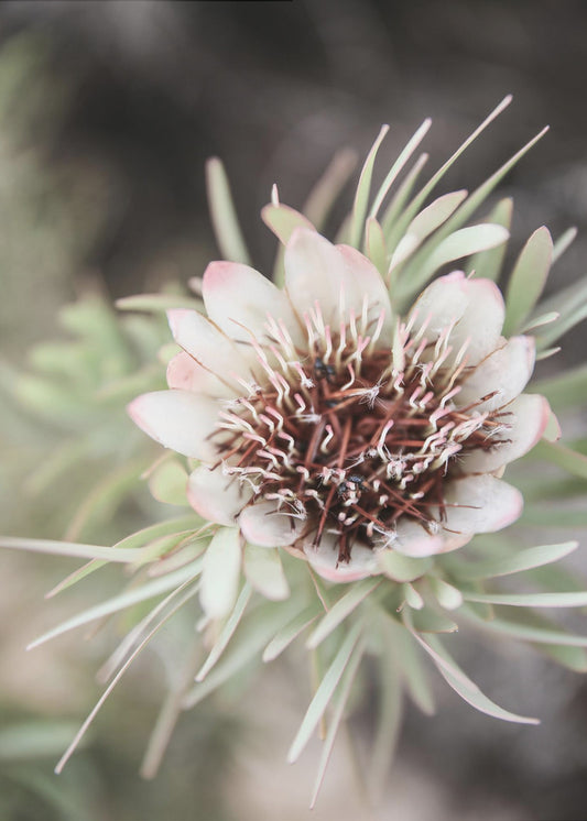 Desert Bloom Halo | Canvas