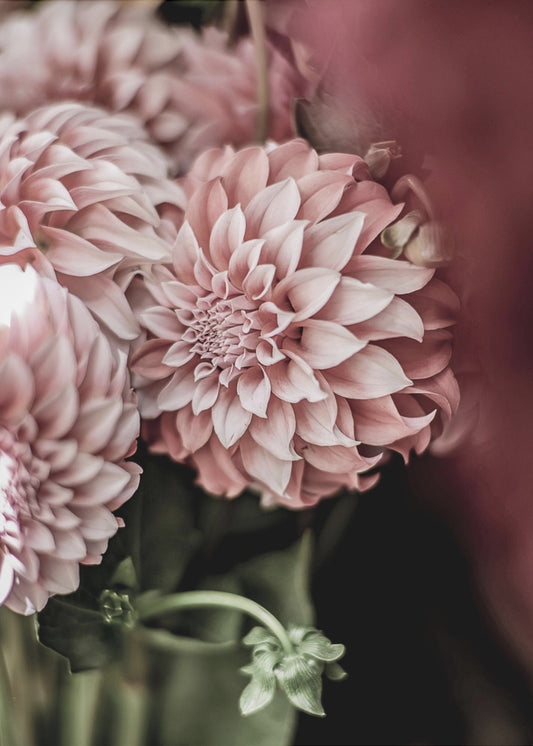 Blushing Petals | Poster