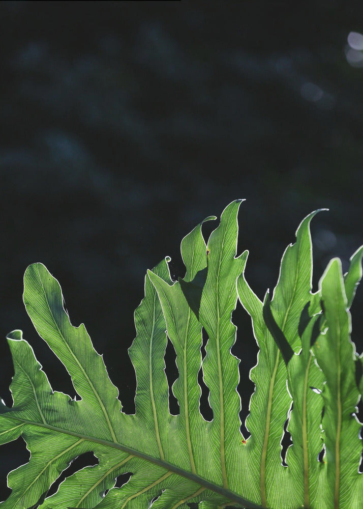 Emerald Radiance | Poster