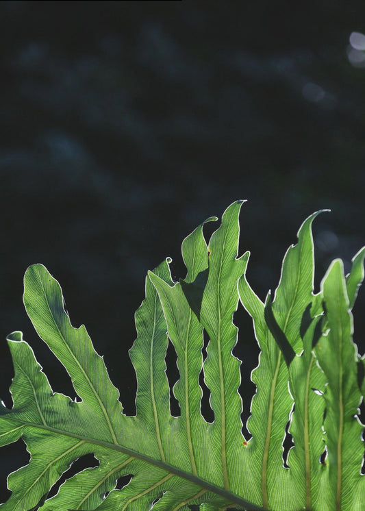 Emerald Radiance | Poster