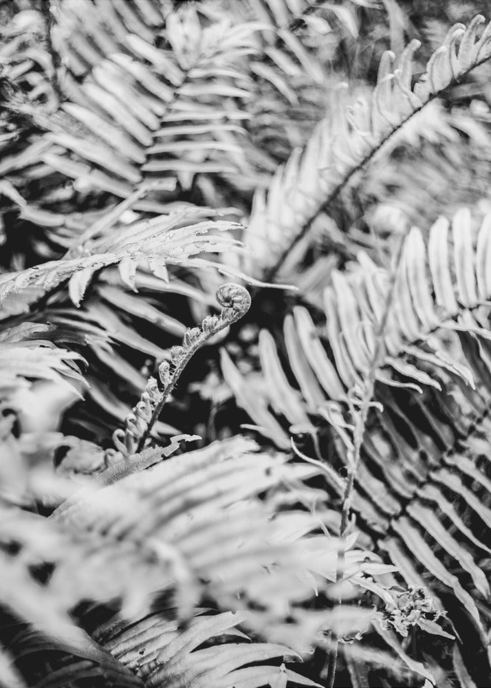 Whispering Ferns | Canvas