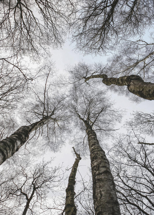 Winter&#039;s Embrace | Canvas