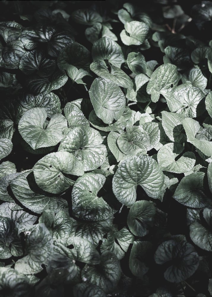 Leafy Shadows | Poster