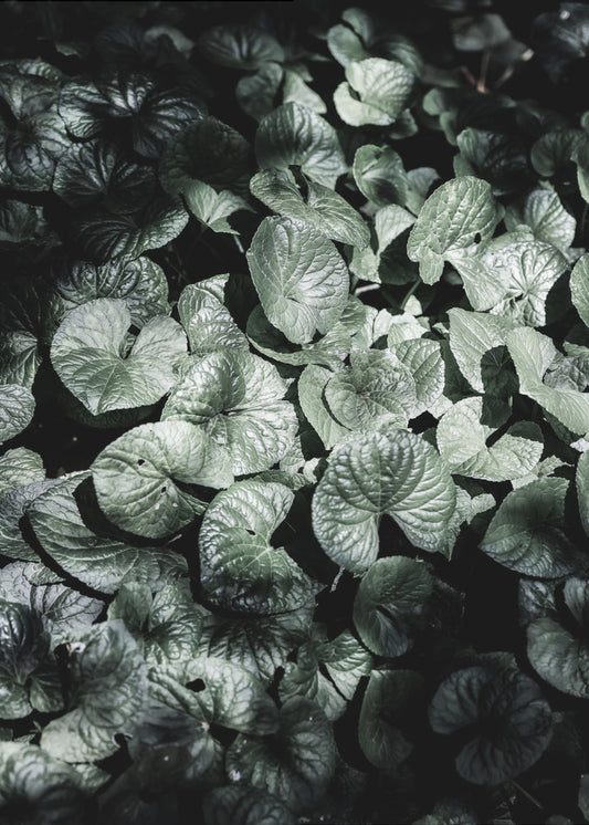 Leafy Shadows | Poster