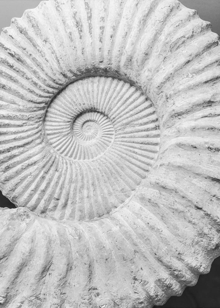 Ancient Spiral Dreams | Canvas