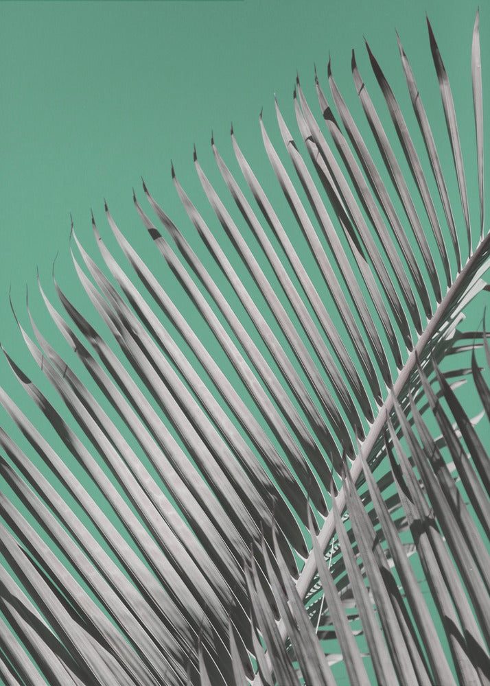 Palm Serenity | Poster