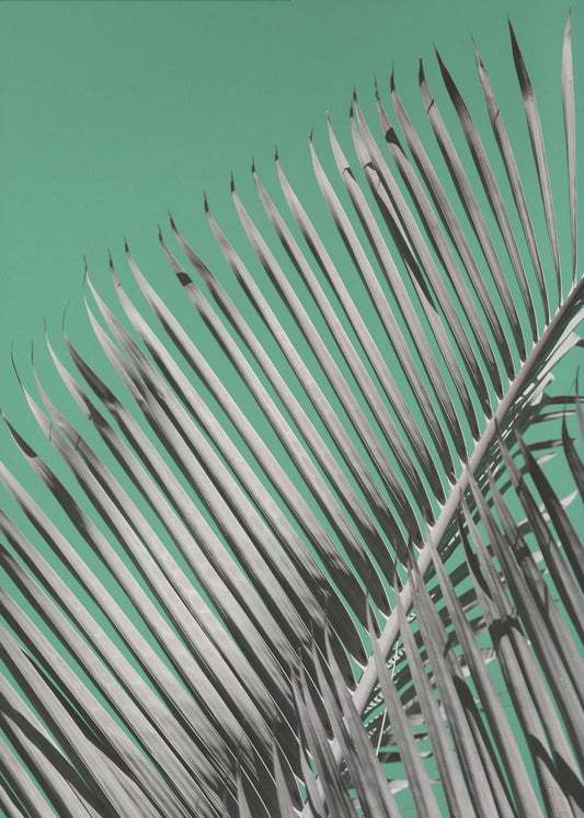 Palm Serenity | Canvas