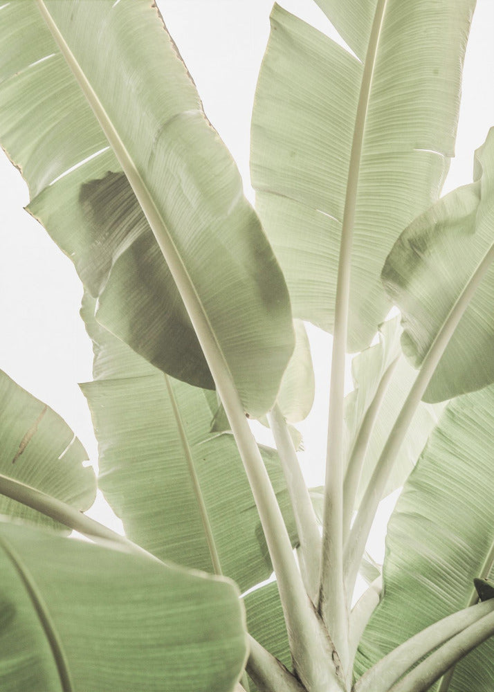 Verdant Leafscape | Poster