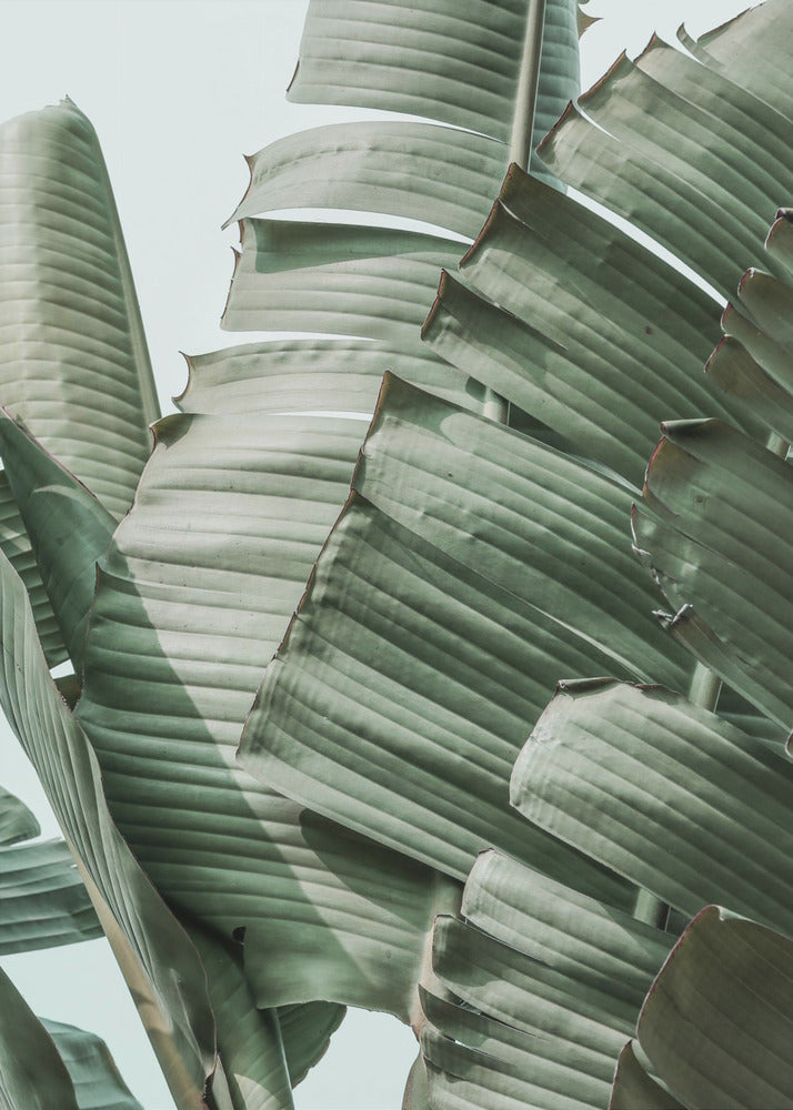 Banana Leaf Harmony | Canvas