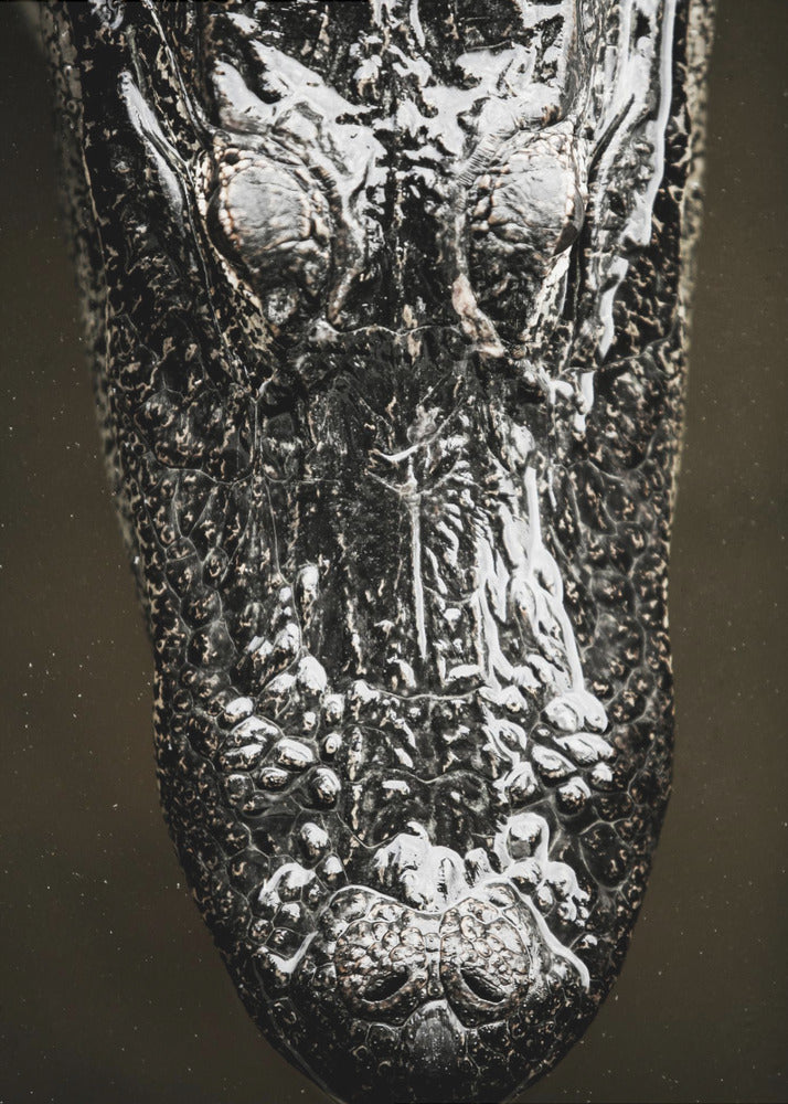 Glistening Apex | Poster