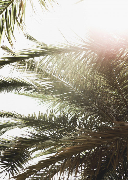 Sunlit Palm Dream | Poster