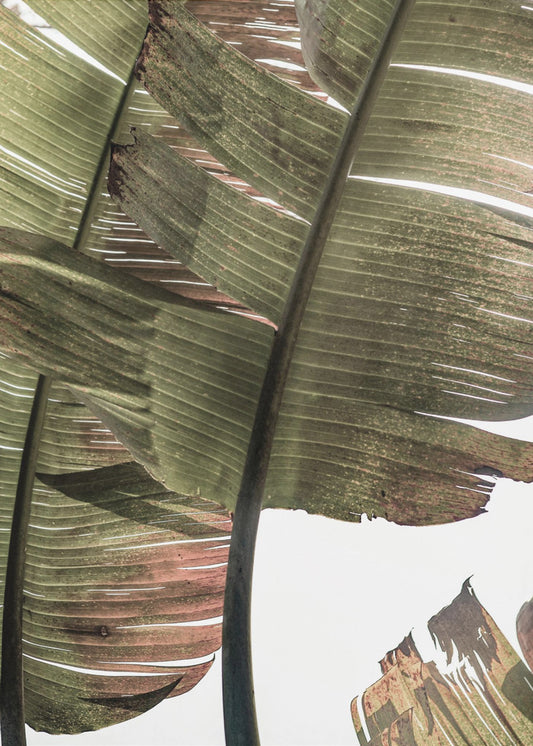 Tropical Serenity | Canvas