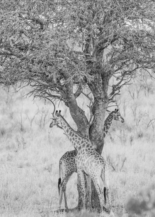 Under African Skies | Canvas