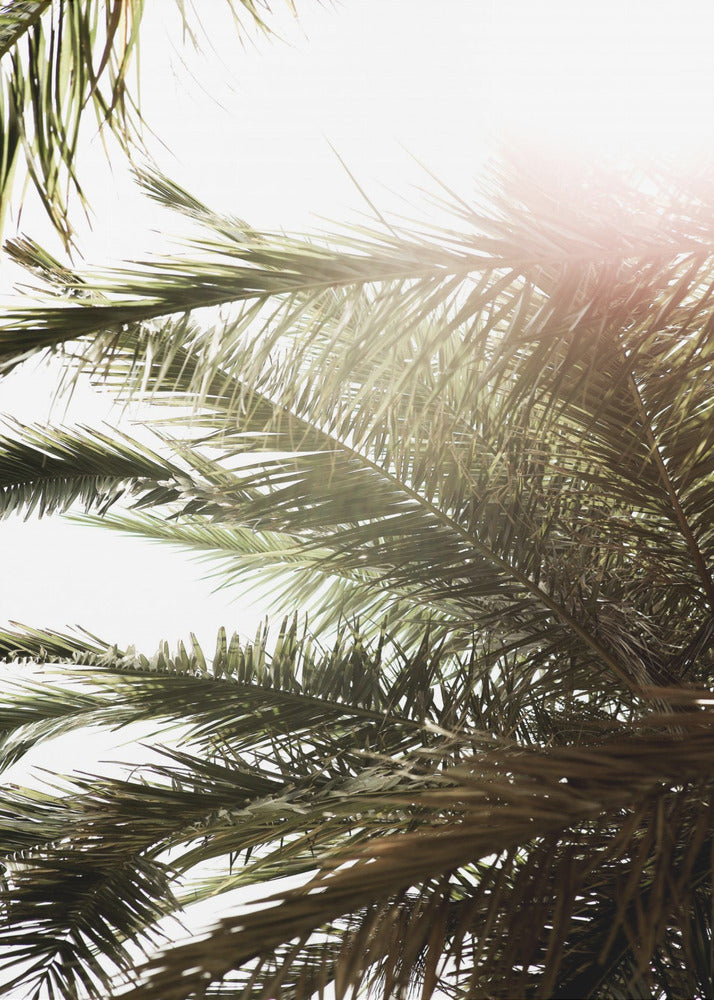 Sunlit Palm Glow | Canvas