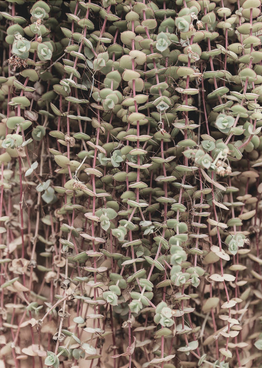 Succulent Symphony | Poster