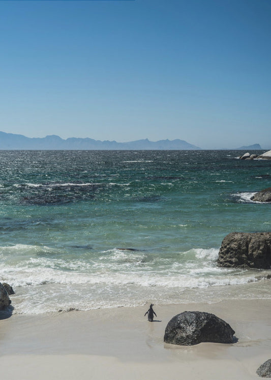 Penguin&#039;s Beach Walk | Canvas