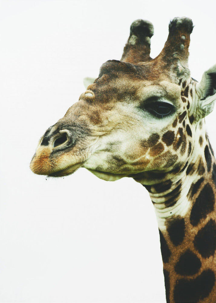 Giraffe&#039;s Graceful Gaze | Canvas