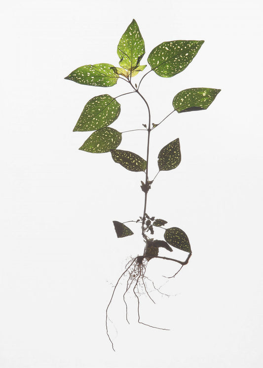 Delicate Decay | Poster