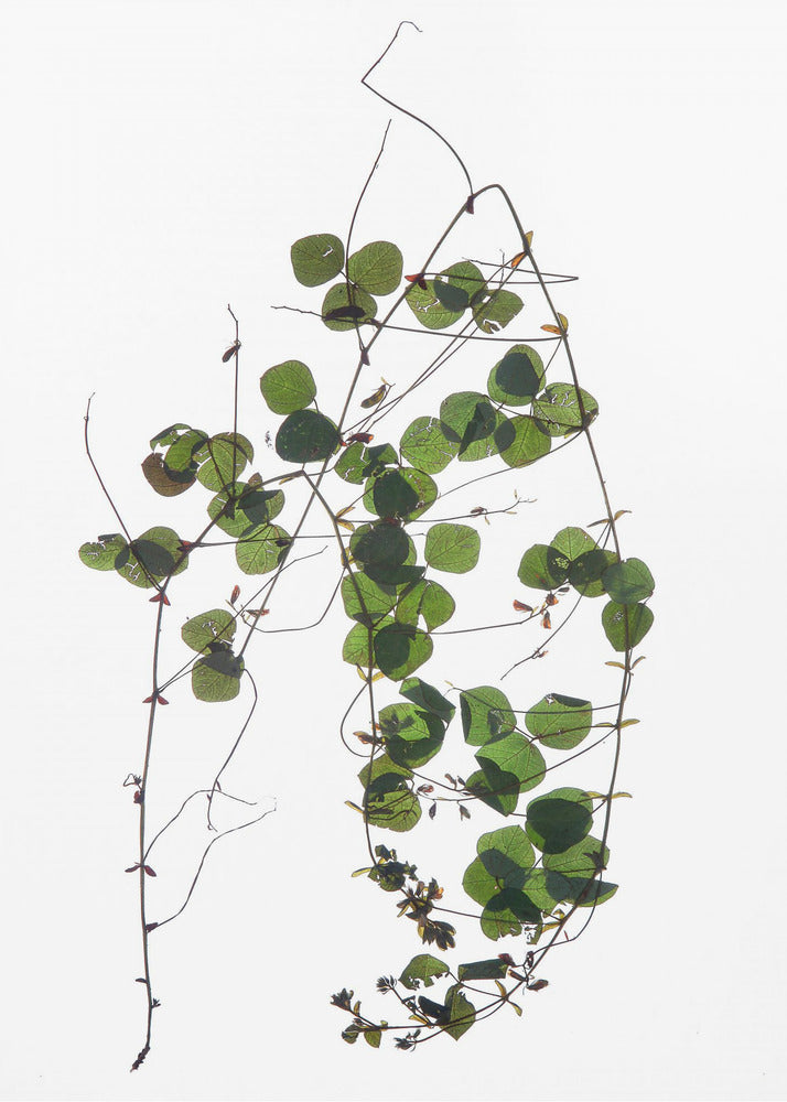 Vine’s Dance | Canvas