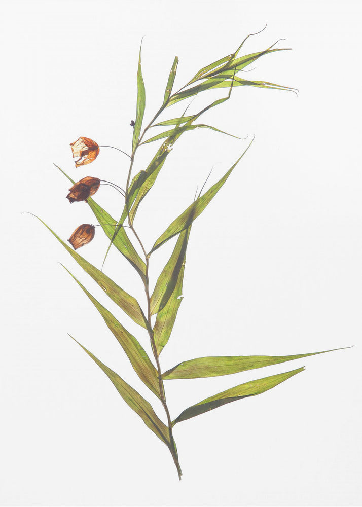 Whispering Leaves | Poster