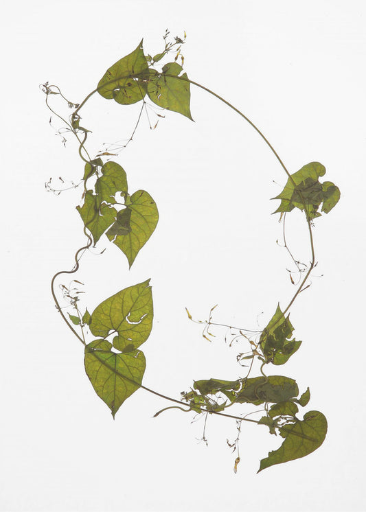 Leafy Circle Dance | Poster