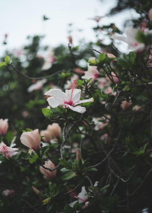 Blossoms in Bloom | Poster