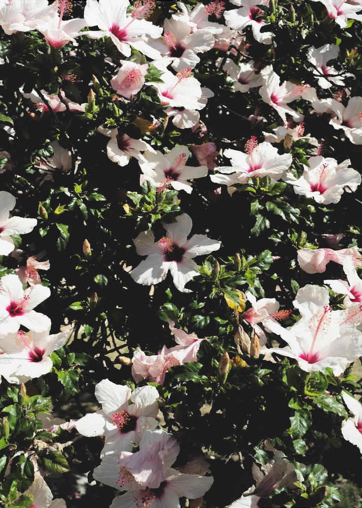 Blossom Symphony | Poster