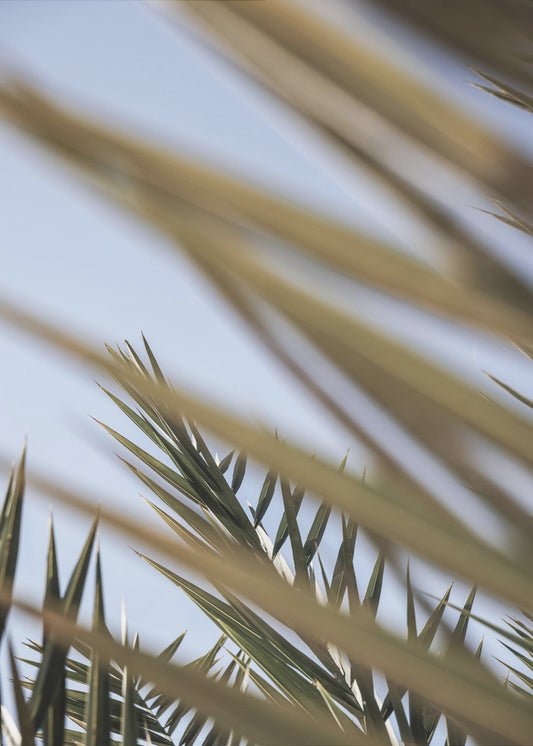 Whispering Palms | Poster