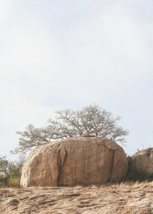 Tree on a Boulder | Canvas