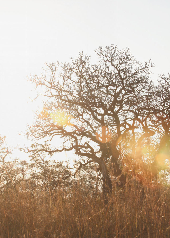 Sunlit Silhouette | Poster