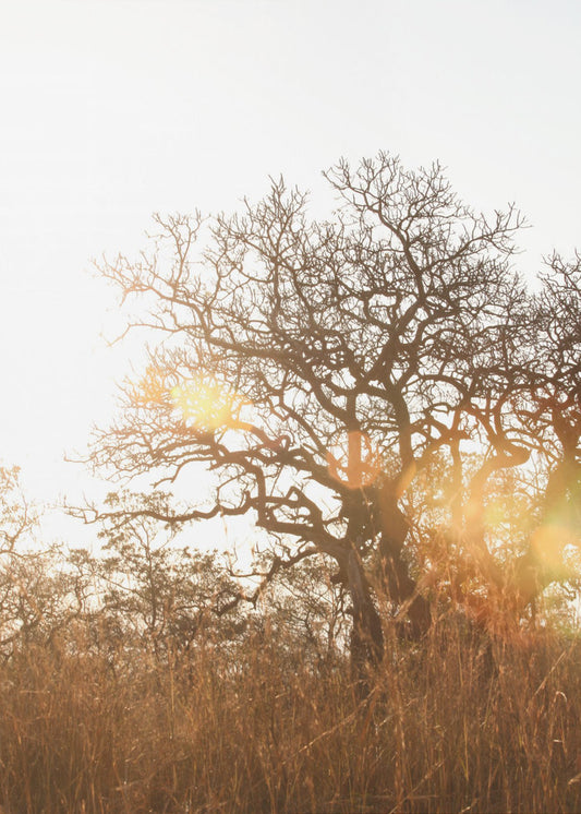 Sunlit Silhouette | Canvas