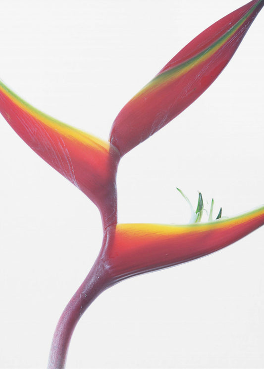 Tropical Elegance | Poster