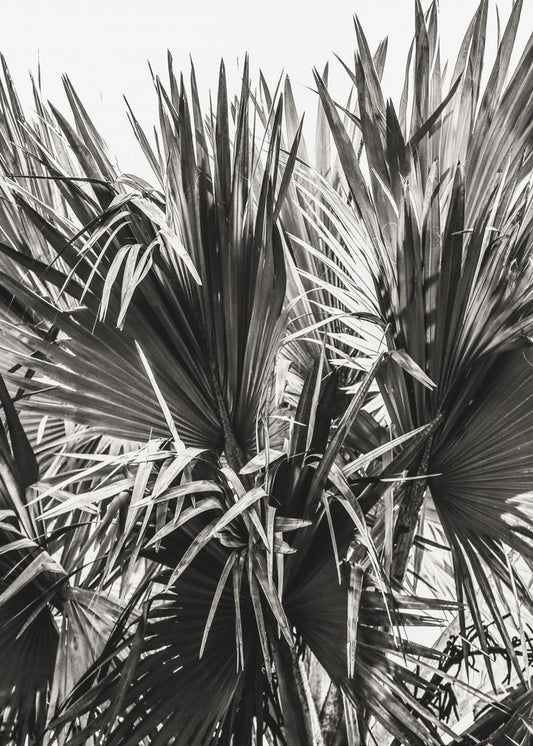 Spiky Serenity | Canvas