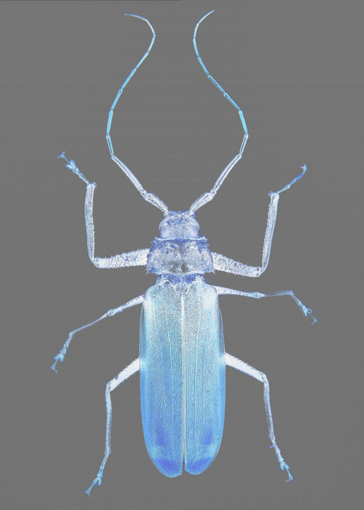 Neon Beetle Elegance | Canvas