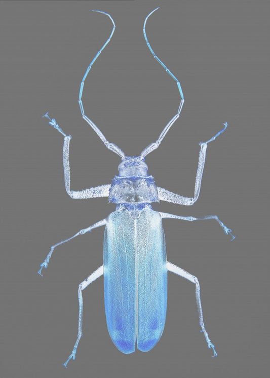 Neon Beetle Elegance | Canvas